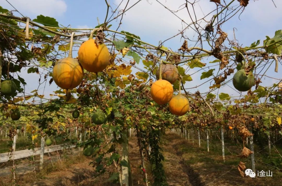 抵押车辆贷款上海(车辆抵押贷款上海)？ (https://www.tyhrongzi.com/) 知识问答 第3张